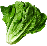 Lettuce200